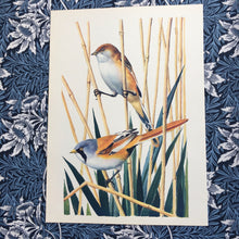 Load image into Gallery viewer, Charles Tunnicliffe ~ Bearded Reedling vintage print  - 1949
