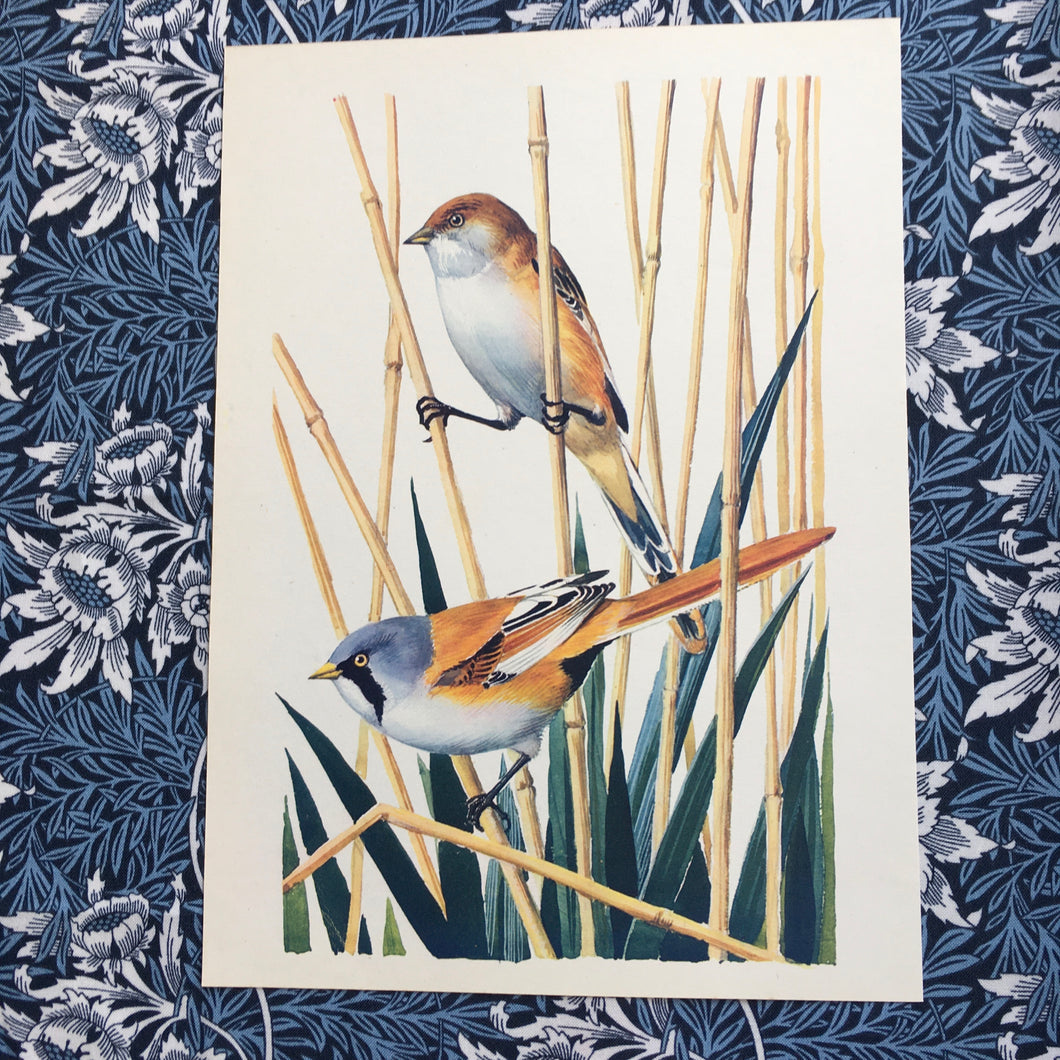 Charles Tunnicliffe ~ Bearded Reedling vintage print  - 1949