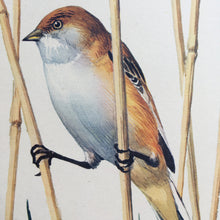 Load image into Gallery viewer, Charles Tunnicliffe ~ Bearded Reedling vintage print  - 1949
