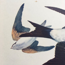 Load image into Gallery viewer, Charles Tunnicliffe ~ Swallow &amp; Housemartins on the wing vintage print  - 1949
