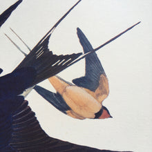 Load image into Gallery viewer, Charles Tunnicliffe ~ Swallow &amp; Housemartins on the wing vintage print  - 1949
