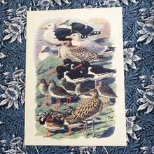 Load image into Gallery viewer, Charles Tunnicliffe ~ vintage sea birds print  - 1949
